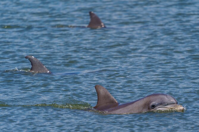 2 Hours Dolphin Eco Tour - Winter and Weather Reality: Dress for Wind Chill