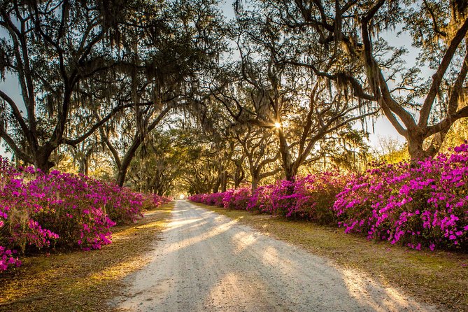 Bonaventure Cemetery & Wormsloe State Historic Site Tour - Who this tour suits best (and who may want a different plan)