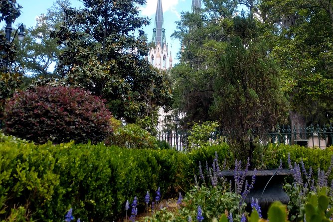 Botanical Tour (by Walk With Me Savannah Tours) - Monterey Square to Forsyth Park: olives, juniper, and the final live-oak lesson