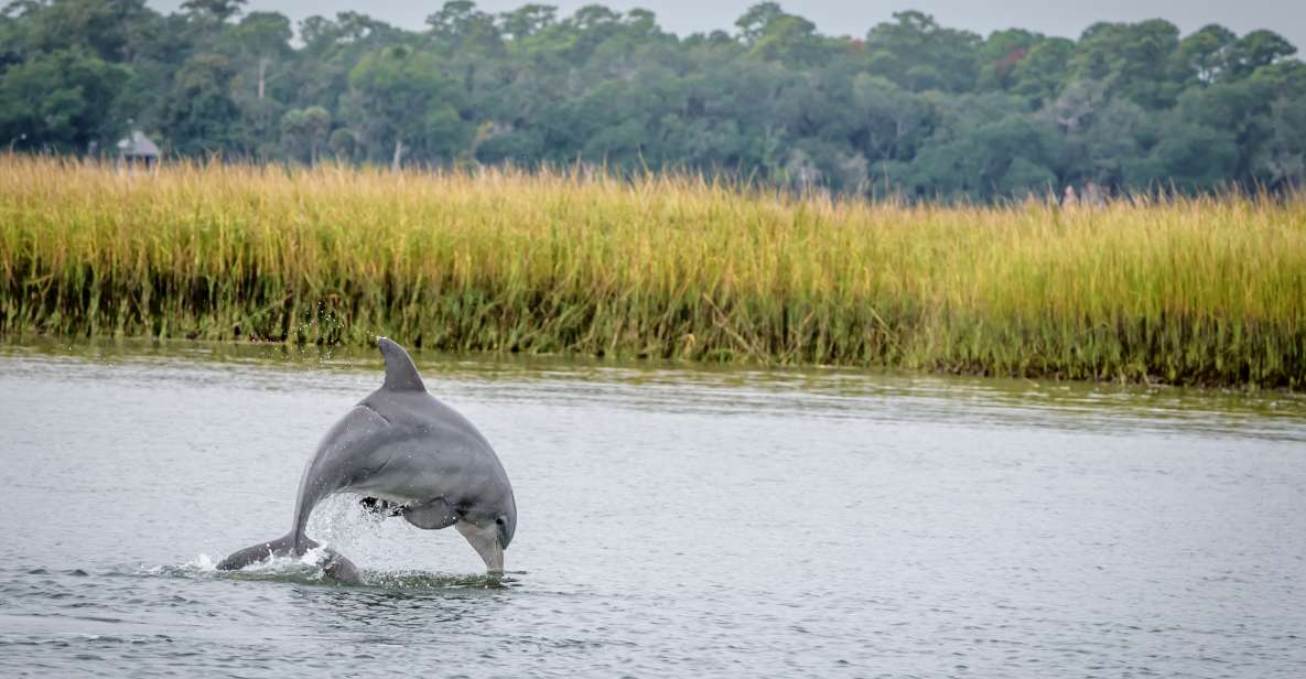 Savannah: Dolphin Spotting and Wildlife Eco Cruise - River Explorer vs. Big Boats: What Makes This Savannah Cruise Work