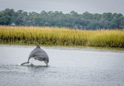Savannah: Dolphin Spotting and Wildlife Eco Cruise - Where You Board on River Street (and How Not to Miss It)