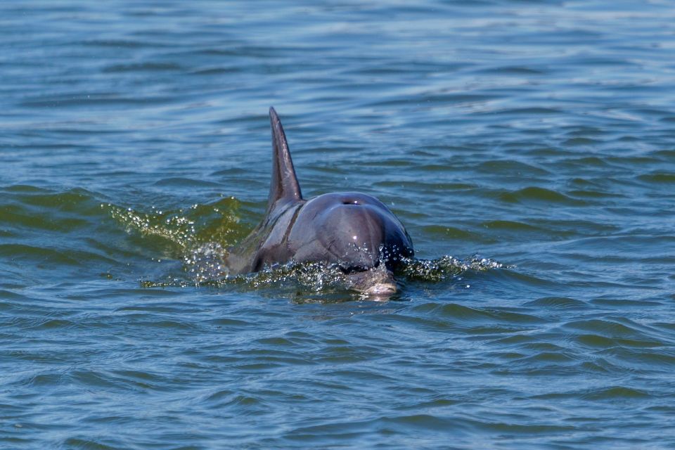 Savannah: Dolphin Spotting and Wildlife Eco Cruise - Learning the Lowcountry: Ecosystem Facts You Can Use Later