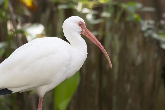 Savannah to Tybee Island with Dolphin Cruise - Key Highlights You’ll Actually Care About