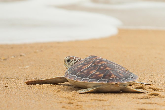 Savannah to Tybee Island with Dolphin Cruise - Why This Tybee Day Trip Works Without a Car
