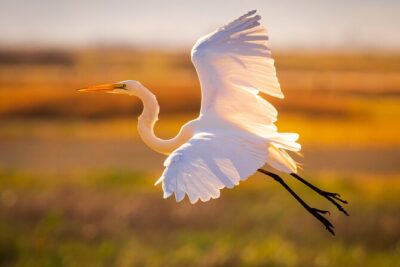 Sunset Dolphin Eco Tour - BYOB and Comfort: What You’ll Want in Your Bag